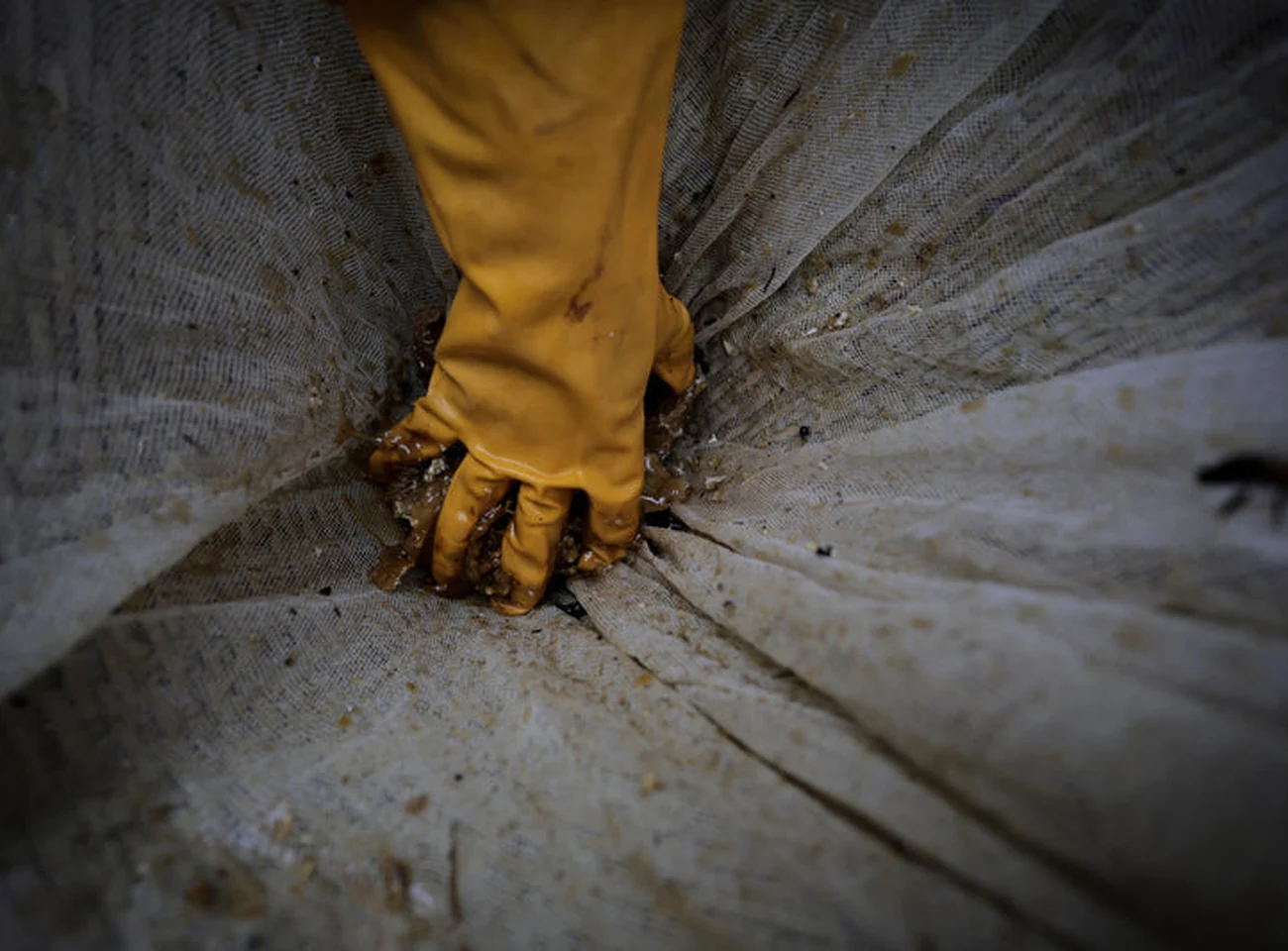 Gloved hand gathering honey during a Nepal honey harvest